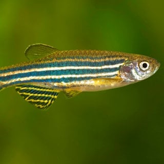 Zebrafisch im Wasser. Unzählige Exemplare werden im Labor in Tübingen untersucht.