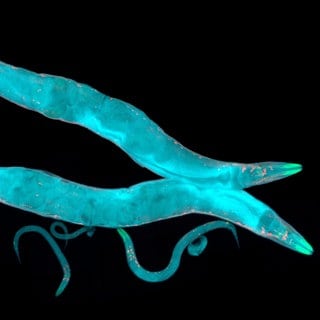 Forschung an Fadenwurm C. elegans unter dem Mikroskop. Er ist nur einen Millimeter groß und transparent.