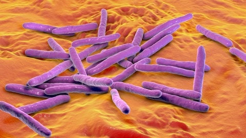 Grafik von Bakterien mycobacterium leprae, tags: lepra Kasang Armutsgebieten