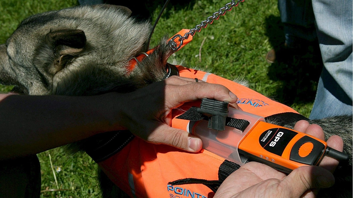 Ein Hund mit einem GPS-Tracking Gerät auf den Rücken. Oft sind solche smarten Gadgets sinnvoll.