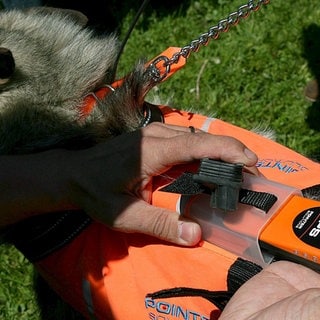 Ein Hund mit einem GPS-Tracking Gerät auf den Rücken. Oft sind solche smarten Gadgets sinnvoll.