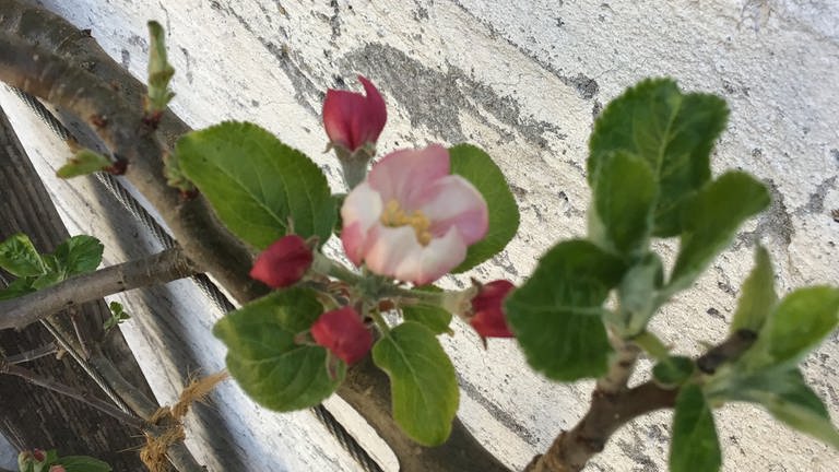 21. April: Erster Apfelblütenhotspot in Ostdeutschland. Ein sehr geschützt stehender Baum in Eberswalde nahe der Oder kann mit seinen Artgenossen im Rheintal mithalten.