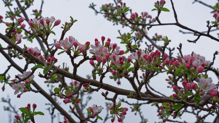Zweig mit Apfelblüten in Endingen-Königsschaffhausen