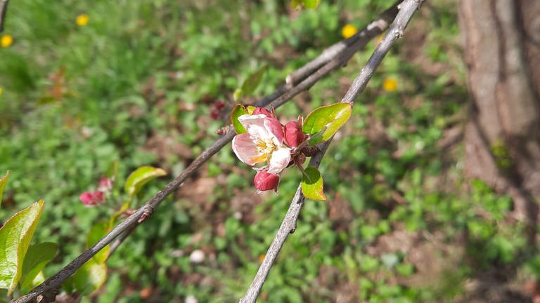 19. April: Apfelblüte in Koblenz. Vom Mittelrhein aus arbeitet sich die Blüte jetzt auch in die Täler von Lahn und Mosel vor.