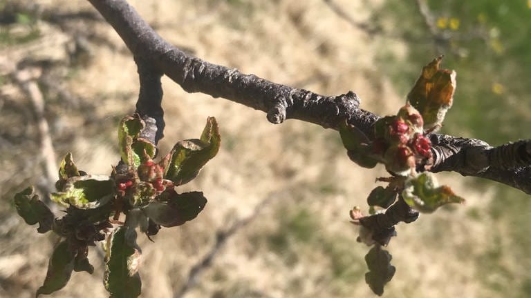 30. Mai: Auf 1048 Meter Höhe im Nationalpark Nordschwarzwald steht ein Apfelbusch und kämpft sich seit Jahren durch den Winter, um im Frühjahr winzige Blüten zu treiben. Dieses Jahr ist er damit sogar später dran als jene Bäume, die uns aus Skandinavien gemeldet wurden.