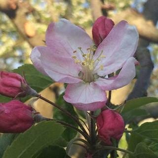 Apfelblüte in Wittislingen