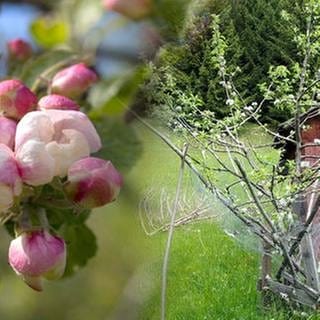Apfelblüte,  Apfelbaum neben einer Hütte