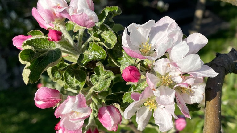 15. Mai: Erstes Bild einer schwedischen Apfelblüte, das in diesem Jahr an uns geschickt wird! Aufgenommen in Karlskoga in Mittelschweden, 200 Kilometer westlich von Stockholm. Die Sorte: Astrakan Gyllenkrok.