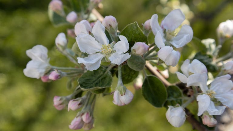 19. Mai: In Kirkkonummi, nahe der südfinnischen Ostseeküste, beginnt die Blüte dieser Weiße Klarapfel. Zwei Monate nach dem Blühstart in der Kölner Bucht und am Oberrhein hat die Apfelblüte damit nun auch Finnland erreicht.