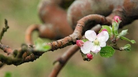 Apfelblüte am Apfelbaum: Jetzt Apfelblüten-Daten melden. Eine Aktion mit gesprüfter Datenqualität.