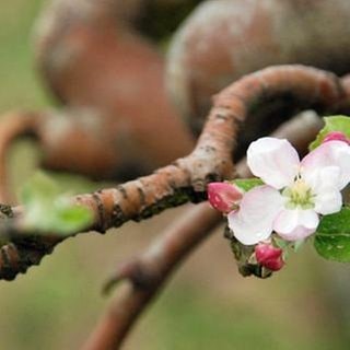 Apfelblüte am Apfelbaum: Jetzt Apfelblüten-Daten melden. Eine Aktion mit gesprüfter Datenqualität.