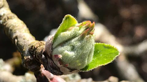 Geschlossene Apfelblütenknospe: Entfaltungs-Countdown der Apfelblüte