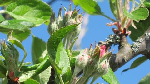 Ganz leicht geöffnete Apfelblütenknospe, rote Blütenblätter sind gerade so zu erkennen - Entfaltungs-Countdown der Apfelblüte