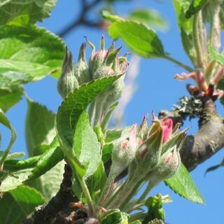 Ganz leicht geöffnete Apfelblütenknospe, rote Blütenblätter sind gerade so zu erkennen - Entfaltungs-Countdown der Apfelblüte