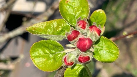 Apfelblüte im fortgeschrittenen Rotknospenstadium - der Entfaltungs-Countdown der Apfelblüte