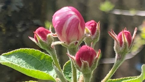 Apfelblüte im sogenannten "Ballonstadium" - Entfaltungs-Countdown der Apfelblüte