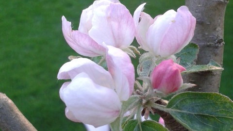 Weiße, frisch geöffnete Apfelblüten - der Entfaltungs-Countdown der Apfelblüte