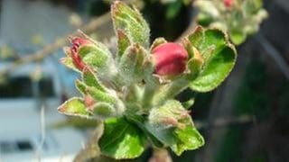 Knospen von Apfelblüten am Apfelbaum. Der SWR sammelt jährlich Apfelblüten-Daten.