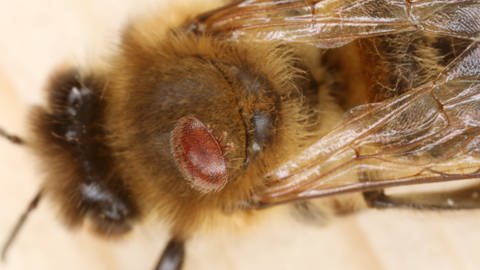 Vor allem im Verbund mit Viren können Varroa-Milben für Bienen gefährlich werden.