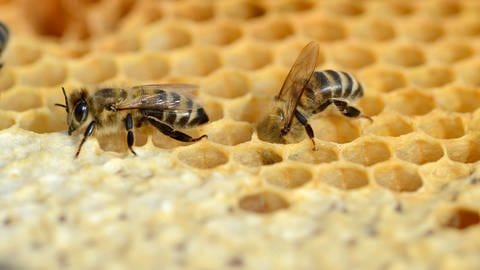 Bienen gehen auf soziale Distanz, wenn sie mit Erregern infizierte Artgenossen am Geruch erkennen.