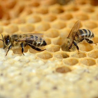 Bienen gehen auf soziale Distanz, wenn sie mit Erregern infizierte Artgenossen am Geruch erkennen.