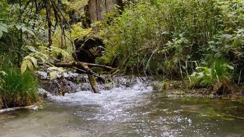 Spuren im Stein, Bäche tragen im Wasser gelösten Kalk ins Tal