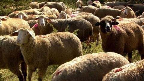 Schafe - einst wichtige Rohstofflieferanten für die Textilbetriebe auf der Alb