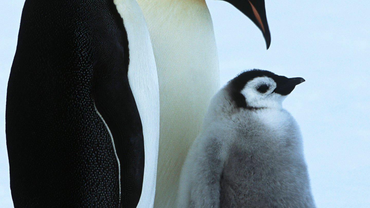 Kaiserpinguine im Weddelmeer