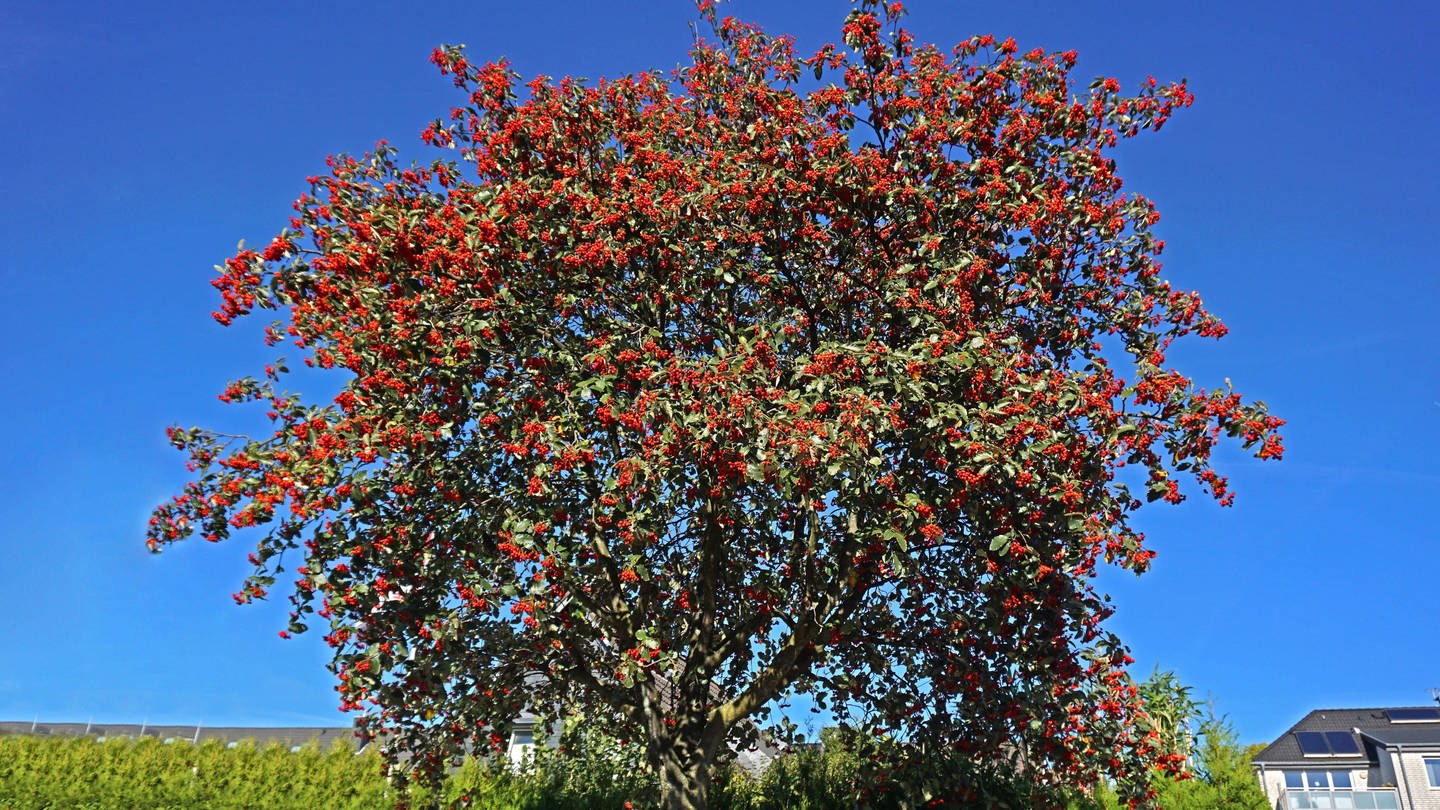 Zukunftsbaum Echte Mehlbeere ist Baum des Jahres 2024 SWR Wissen