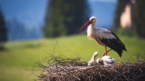 Weißstorch