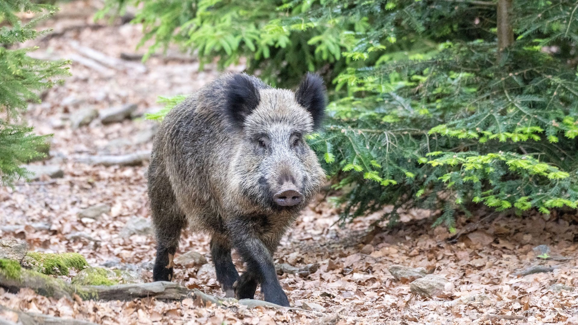 Mosbach: Kadaver-Spürhunde erschnüffeln tote Wildschweine