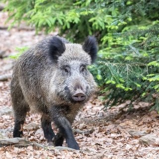 Wildschwein