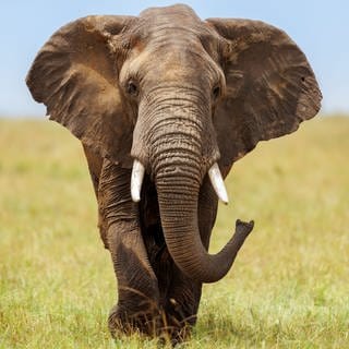 Elefant