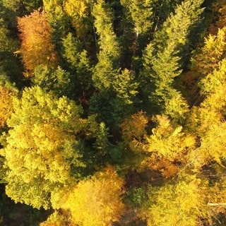 Wald von oben