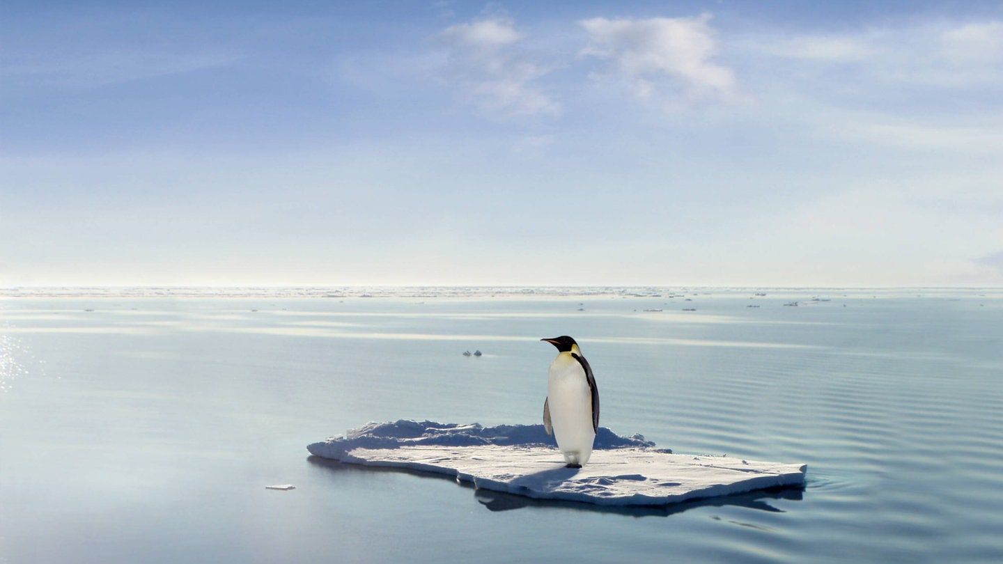 Pinguin auf Eisscholle