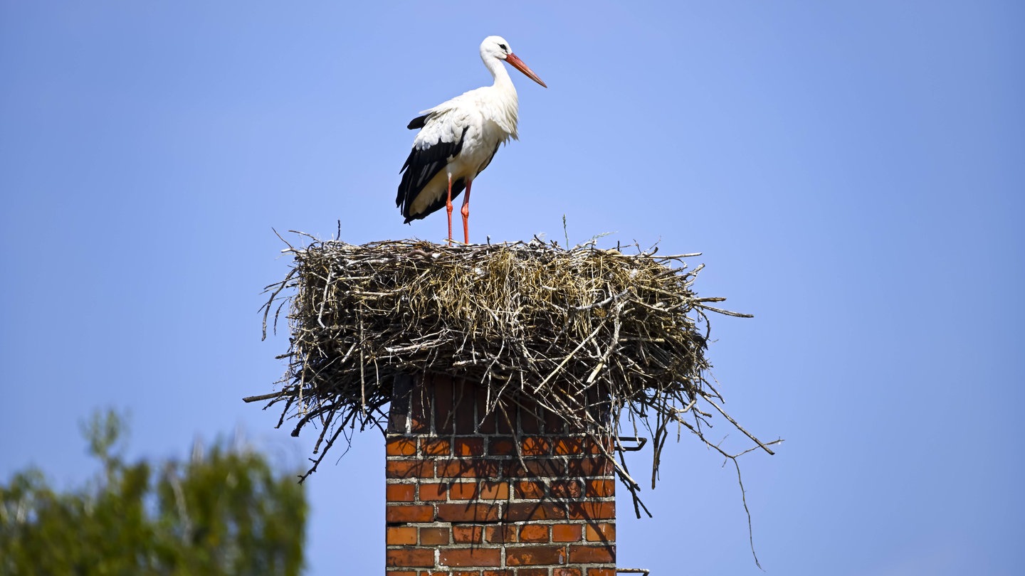 Weißstorch