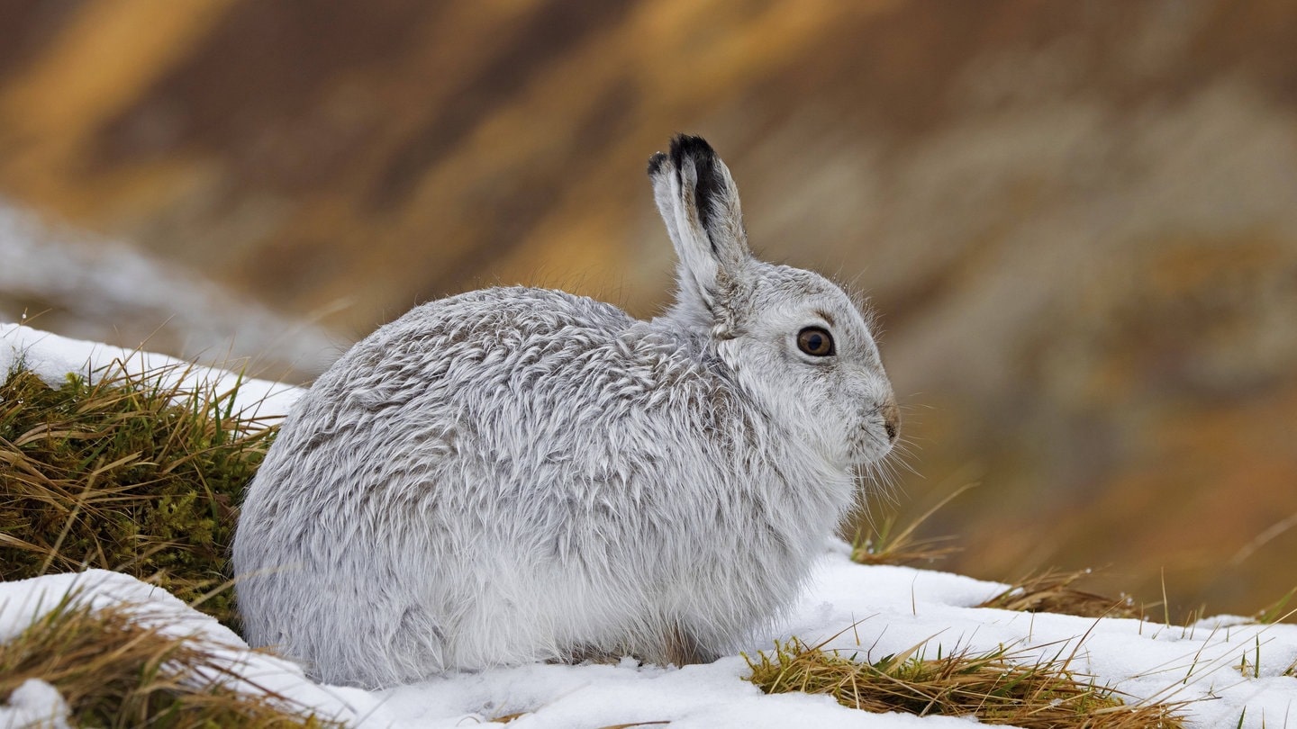 Alpenschneehase