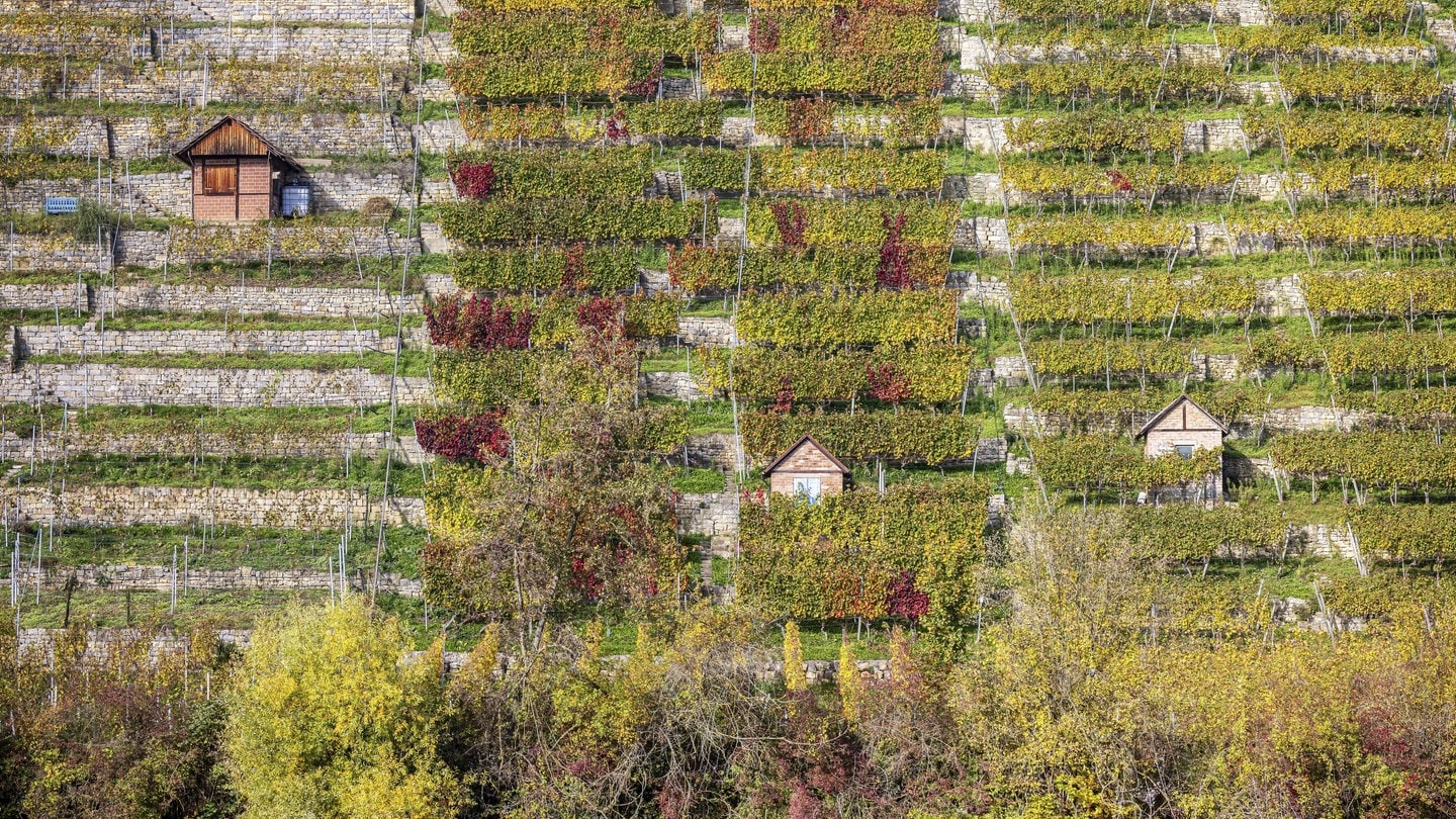 Steile Weinberge mit Weinberghäuschen im Herbst