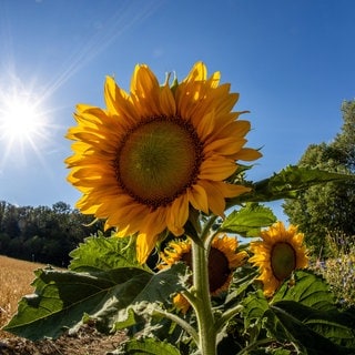 Sonnenblume